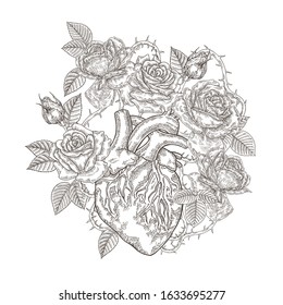 Human heart with rose flowers. Vector illustration hand drawn. Romantic card or t-shirt design. Vintage engraving.