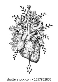 The human heart and roses is pierced with a dagger. Hand drawn vector illustration. Sketch illustration . Tattoo print.  Engraved style.