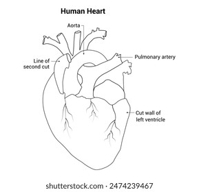 Human Heart Science Design Vector Illustration Diagram