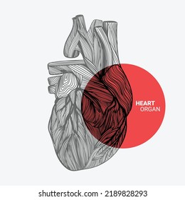 Human Heart Shape Abstract Line Sketch