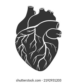 Human Heart Silhouette Vector. Human Anatomy Illustration.Presentation.