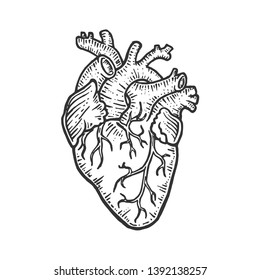 Human Heart Sketch Engraving Vector Illustration. Scratch Board Style Imitation. Black And White Hand Drawn Image.