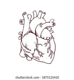 Human Heart Sketch. Illustration Of Isolated Anatomical Heart.