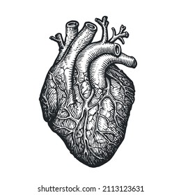 Human Heart Sketch On White Background. Hand Drawn Anatomical Human Organ. Vector Illustration Engraved