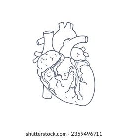 Ilustración vectorial de boceto cardíaco humano.