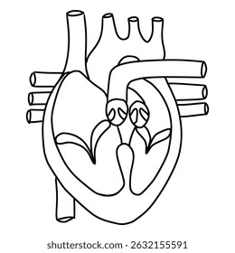human heart structure and anatomy outline, cardiac structure