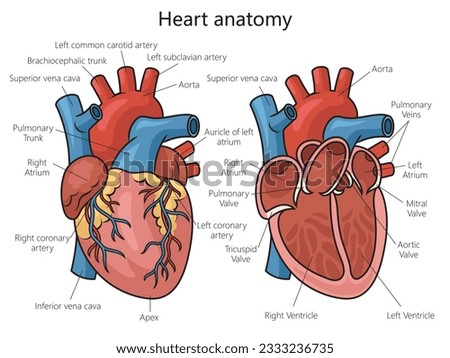 Human heart structure diagram schematic vector illustration. Medical science educational illustration