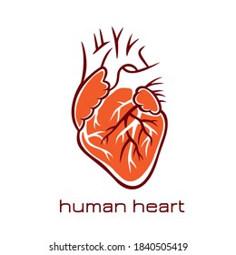 Human heart symbol. Vector illustration.