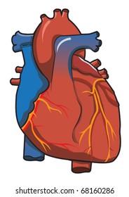 Human Heart System With Isolated White Background