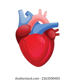 Human heart system organ, health and medical vector design