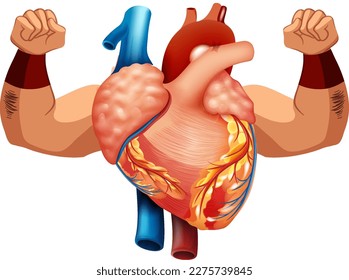 Human heart with two strong arms illustration