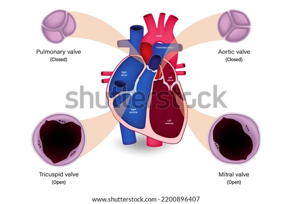 Human heart valve anatomy.\
Diastole. Pulmonary , Aortic valve, Tricuspid valve and Mitral\
valve.