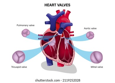 Human heart valve. Pulmonary, Aortic, Tricuspid and Mitral valve.