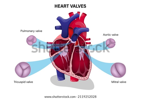 Human heart valve. Pulmonary, Aortic, Tricuspid\
and Mitral valve.