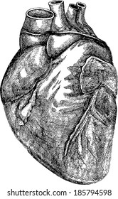 Human Heart Vector Stock Vector (Royalty Free) 185794598 | Shutterstock
