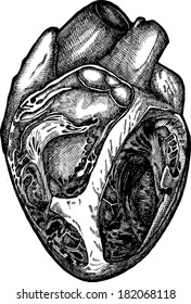 the human heart, heart vector, half heart, heart graphic, black heart