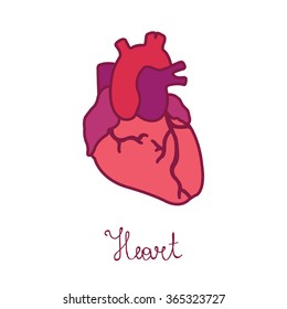 human heart. vector illsutration
