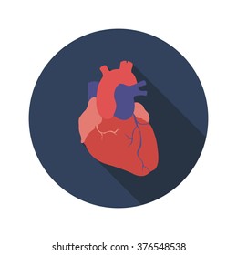 human heart. vector illsutration