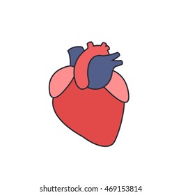 human heart. vector illsutration