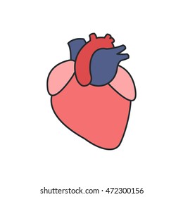 human heart. vector illsutration