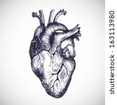 Human heart. Vector illustration.