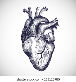 Human heart. Vector illustration.