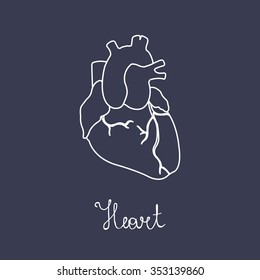 human heart. vector illustration
