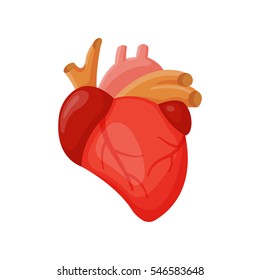 Human heart vector illustration.