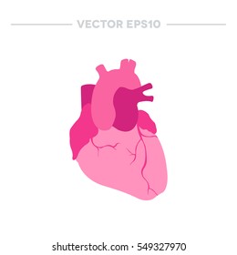 human heart. vector illustration