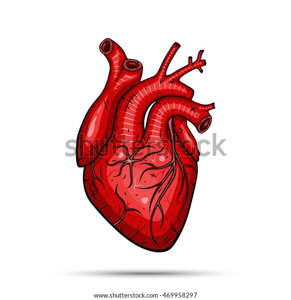 Human Heart Vector Illustration Stock Vector (Royalty Free) 469958297 ...