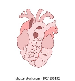 Menschliche Herz-Vektorgrafik in flach realistischer, süßer Cartoon-Stil. Handgezeichnet, in Linie gezeichnet, anatomisches Organ, Kardiologie. Einzeln auf weißem Hintergrund, Skizze. Medizinisches Poster, Druck, Zeichen, Symbol, Rot