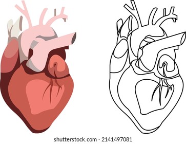 ilustración del vector del corazón humano en estilo plano