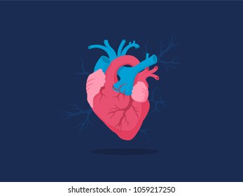 Human heart vector illustration. Internal organ. Red and blue heart with shadow. Anatomy concept. Flat vector design.