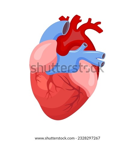 Human Heart - vector illustration. Internal organ isolated on white.