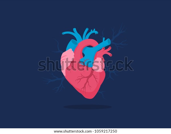 Human Heart Vector Illustration Internal Organ Stock Vector (Royalty ...