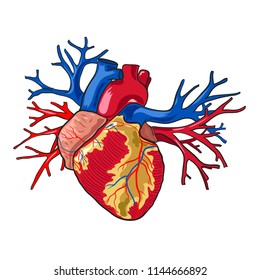 Human heart. Vector illustration on white background.