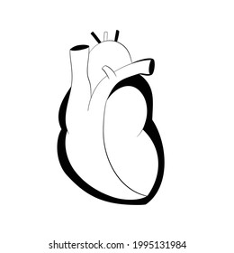 human heart vector illustration on white background