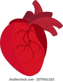 El corazón humano. Ilustración vectorial en un fondo blanco.