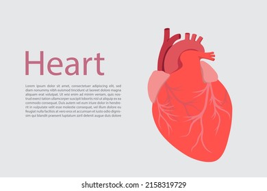 Ilustración del vector del corazón humano sobre el fondo