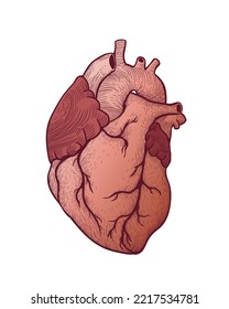 Human heart vector illustration on white background