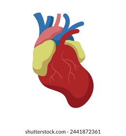 Human Heart Vector Illustration. Weißer Hintergrund. Illustration von Körperorganen