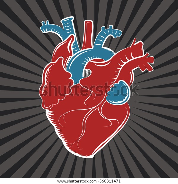 Human Heart Vector Image Stock Vector Royalty Free 560311471