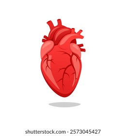 Human heart vector isolated on white background.
