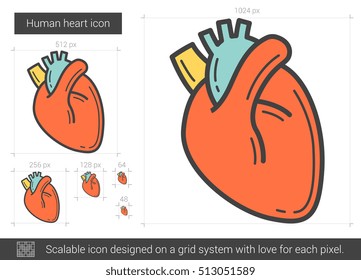 Icono de línea del vector del corazón humano aislado en fondo blanco. Icono de línea cardiaca humana para infografía, sitio web o aplicación. Icono escalable diseñado en un sistema de cuadrícula.