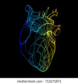 Human heart, vector many details, painted by hand