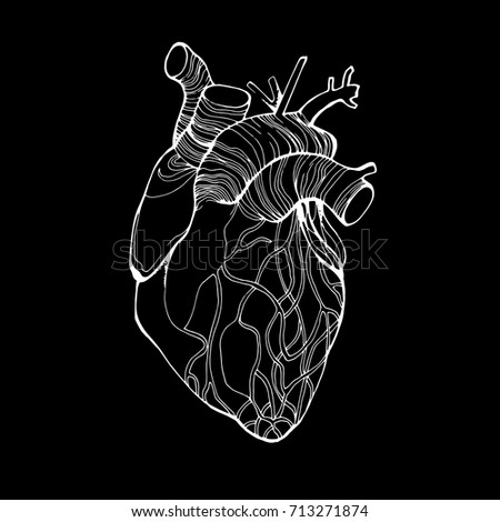 Human heart, vector many details, painted by hand