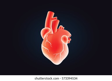 Human heart vector red color on black. Illustration about medical and anatomy.
