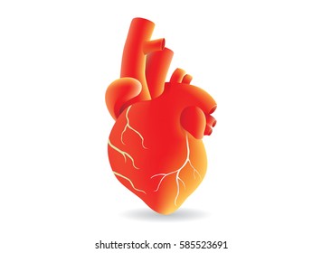 Human heart vector red color on isolated. Illustration about medical and anatomy.
