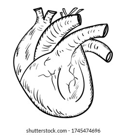Human heart in vector sketch style. Body blood supply organ on a white background. Stock image for medical sites, blogs, print brochures, banners.