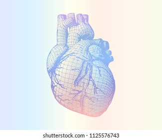 Human heart vector wireframe engraving drawing in retro style isolated on multi color ramp background